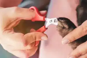 How to Trim Rabbit Nails Safely and Stress-Free