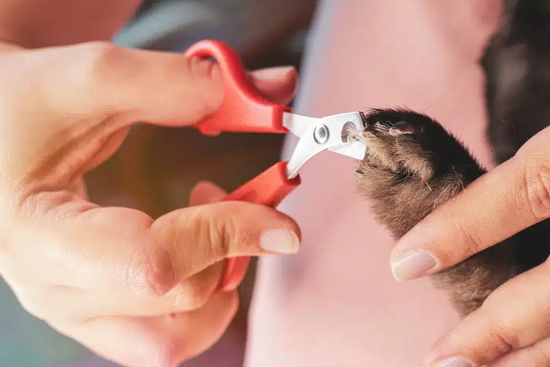 How to Trim Rabbit Nails Safely and Stress-Free