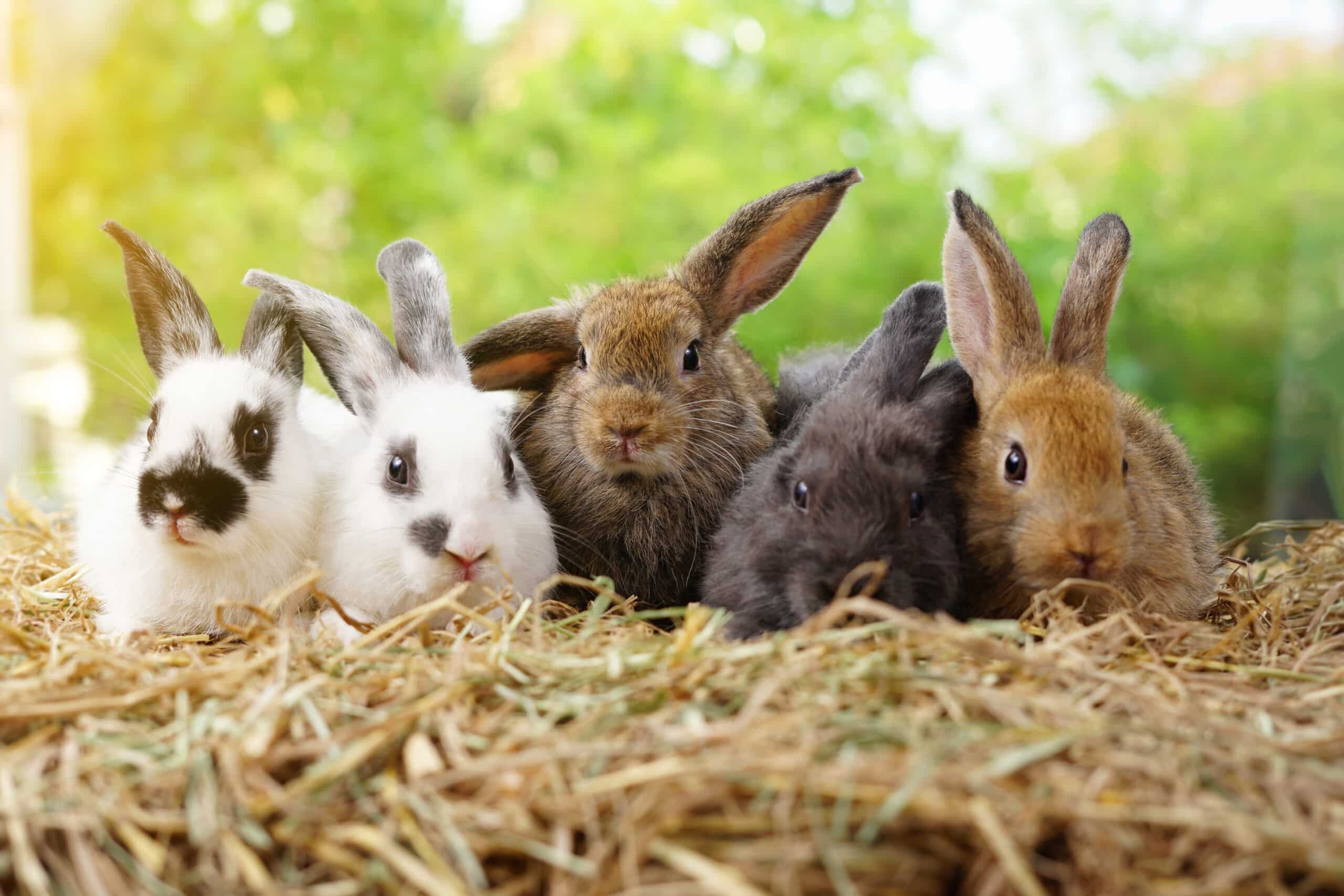 Five small adorable rabbits, baby fluffy rabbits sitting on dry straw,green nature background.bunny pet animal farm concept