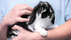 Person Holding Young Black White Bunny Pet Rabbit Supplies