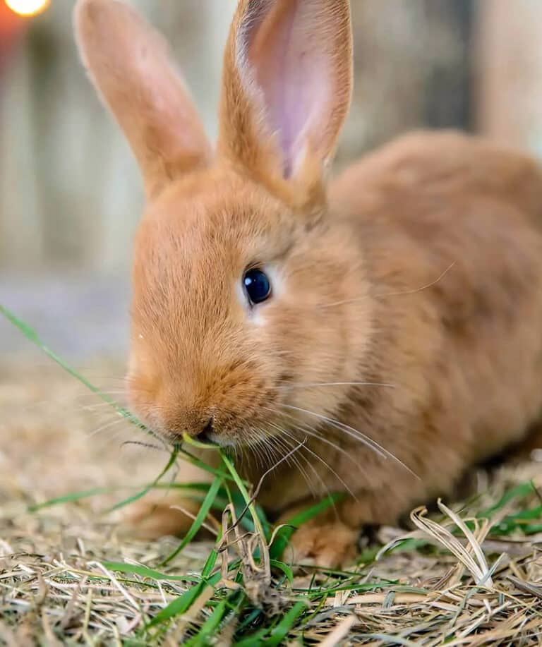 Rabbit Bedding Near Me