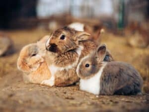 Understanding Rabbit Socialization and Interaction