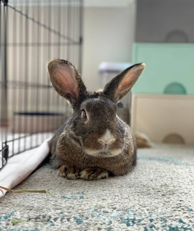 best cage liner for bunnies
