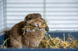 best online store for rabbit supplies