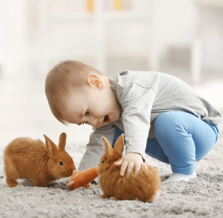 boy playing with his pet rabbits