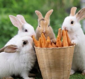 pet rabbit supplies group-healthy-lovely-baby-bunny-easter