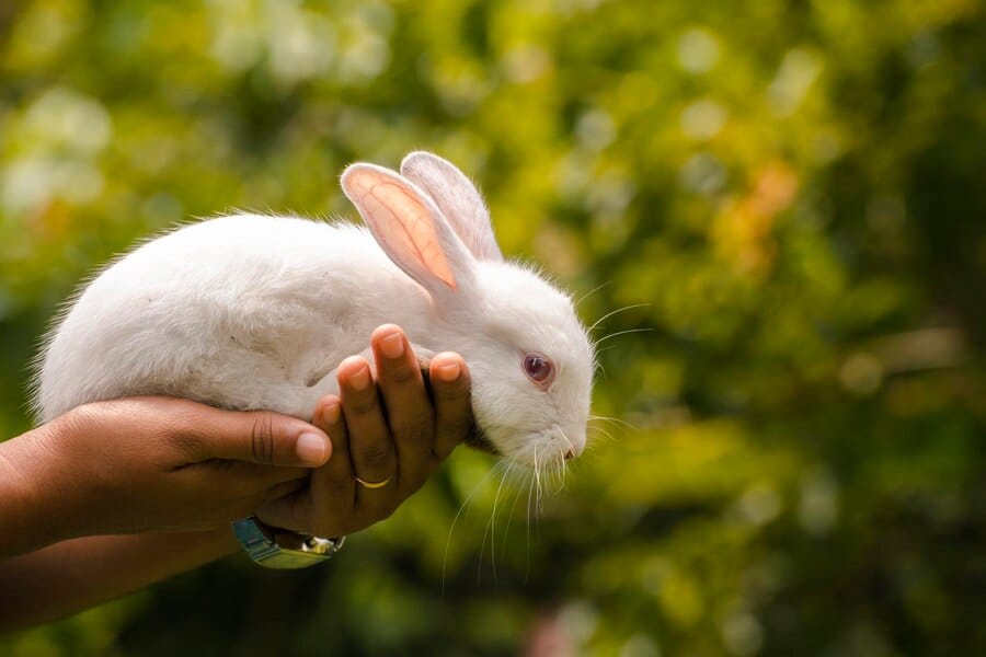 rabbit-laying-down-hands